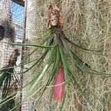 Tillandsia cyanea