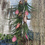 Tillandsia cyanea