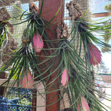 Tillandsia cyanea