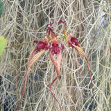 Bulbophyllum rothschildianum x fascinator