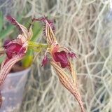 Bulbophyllum rothschildianum x fascinator
