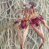 Bulbophyllum rothschildianum x fascinator