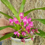 Aerides leeana