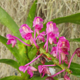 Aerides leeana