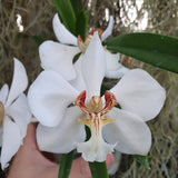 Vanda barnesii