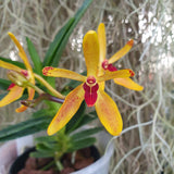 Renanthera vietnammensis x vanda cristata