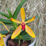 Renanthera vietnammensis x vanda cristata
