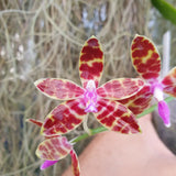 Phalaenopsis bastianii