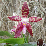 phalaenopsis Double Eagle (sumatrana x corningiana