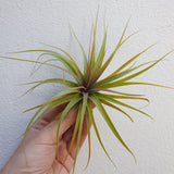 Tillandsia concolor