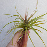 Tillandsia concolor
