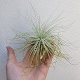 Tillandsia tectorum xl