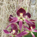 Encyclia Miva Etoile Noire