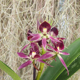 Encyclia Miva Etoile Noire