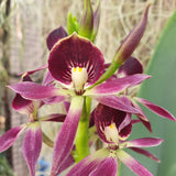 Encyclia Miva Etoile Noire