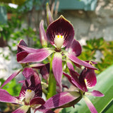 Encyclia Miva Etoile Noire