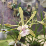 Encyclia guatemalensis