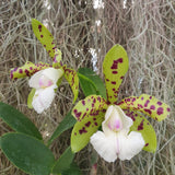 Cattleya Yns Green Leopard