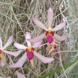 Arachnis labrosa x holcoossum kimballianum