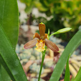 Encyclia livida