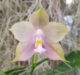 Phalaenopsis Mituo Reflex Blue Bird x Mituo Blue Smurfs