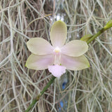Phalaenopsis Jim