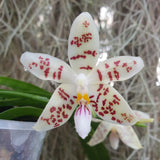 phalaenopsis zebrina