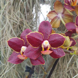 Phalaenopsis Sunrise Red Peoker