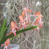 Ascofinetia peaches x vanda falcata yello Fuuran