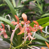 Ascofinetia peaches x vanda falcata yello Fuuran