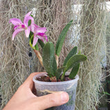 Cattleya Penny Kuroda Spots AM/AOS x Laelia lucasiana (NFS, RK)
