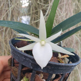 Angraecum didieri
