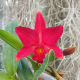 sophrolaeliocattleya Little Hazel