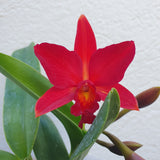 sophrolaeliocattleya Little Hazel