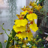 Oncidium type pluie d'or