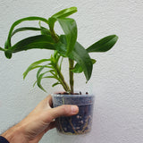 Dendrobium Nobile