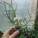 Dendrobium equitans