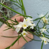 Dendrobium equitans
