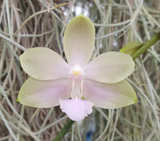 Phalaenopsis Jim