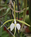 Epidendrum falcatum