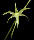Angraecum calceolus