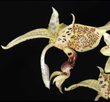 stanhopea oculata