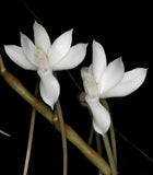 Aerangis cryptodon