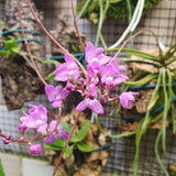 Sarcochilus ceciliae