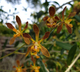 Encyclia belizensis