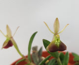 Epidendrum porpax
