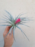 Tillandsia Houston cotton candy