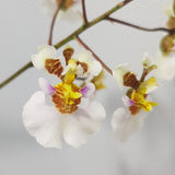 Tolumnia variegata
