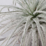 Tillandsia tectorum xl