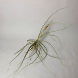 Tillandsia schiedeana